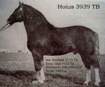 Tori Horses
